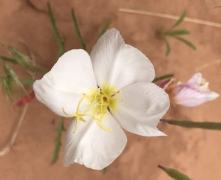 White-stemmed Evening Primrose