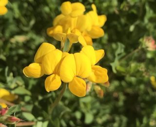 whorl of yellow flowers