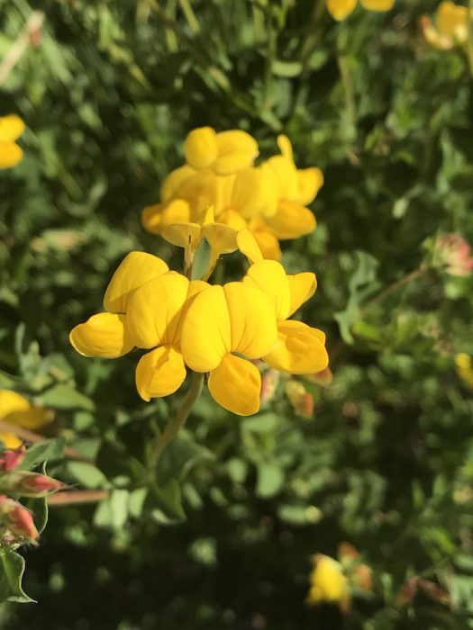 whorl of yellow flowers Colorado's Wildflowers