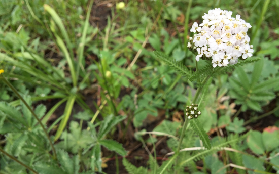 tiny white flowers on umbel