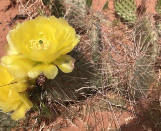 Pricklypear Cactus