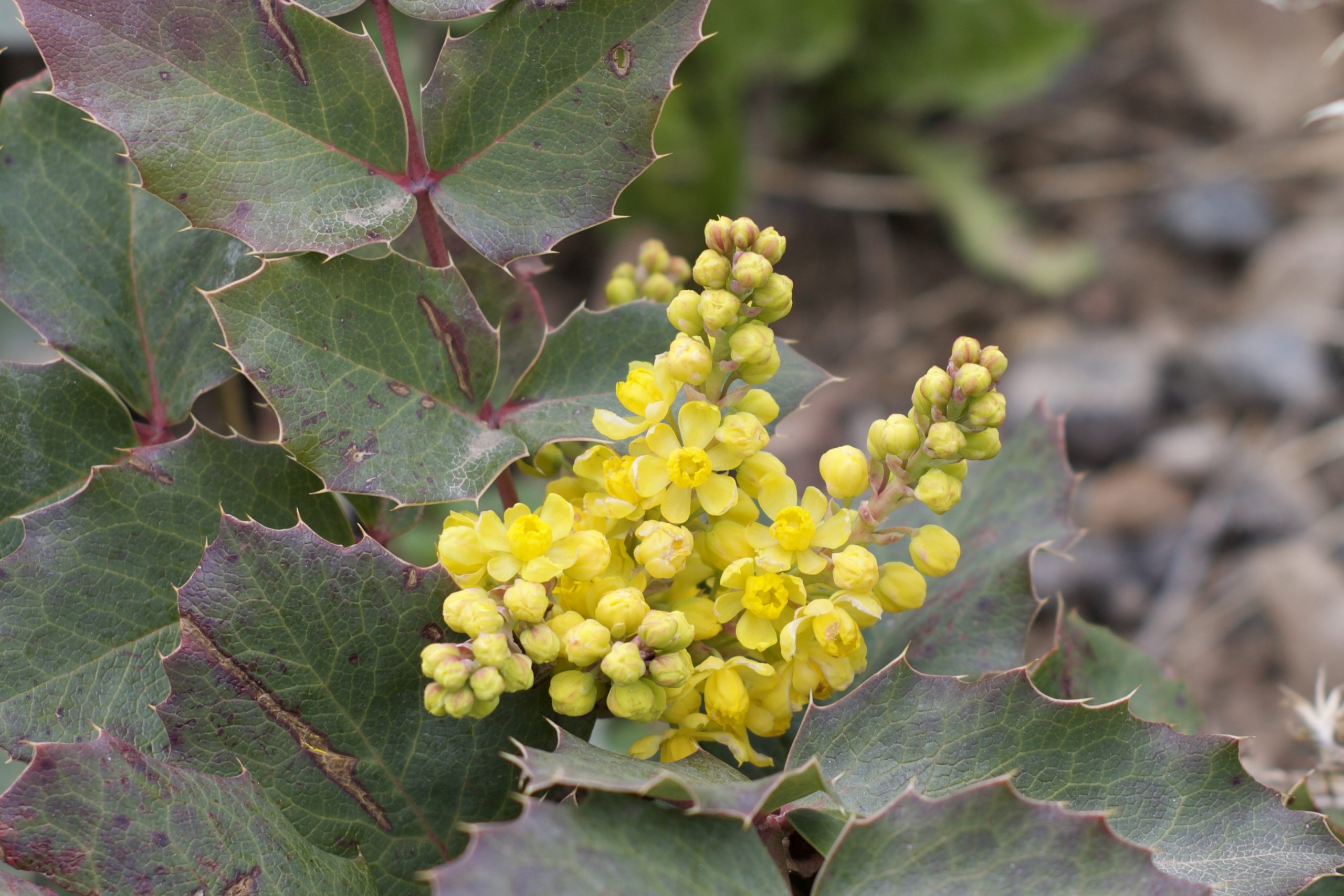 Creeping Hollygrape | Mahonia repens | Colorado Wildflower