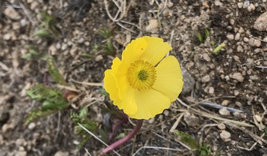 Yellow cup shaped flower in alpine regions
