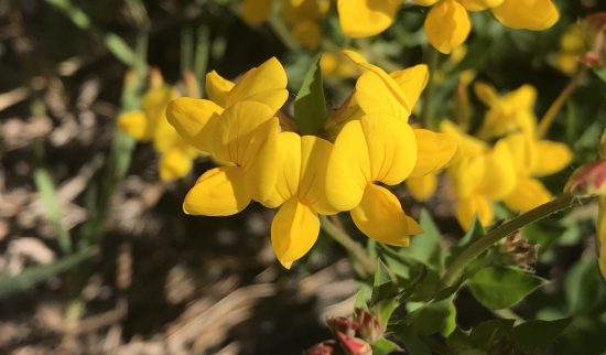 yellow flower in pea family