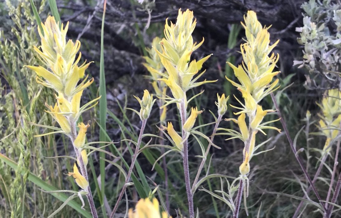 Alpine Paintbrush Castilleja puberula Colorado Wildflower