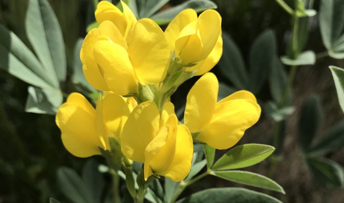 Golden Banner | Thermopsis montana | Colorado Wildflower