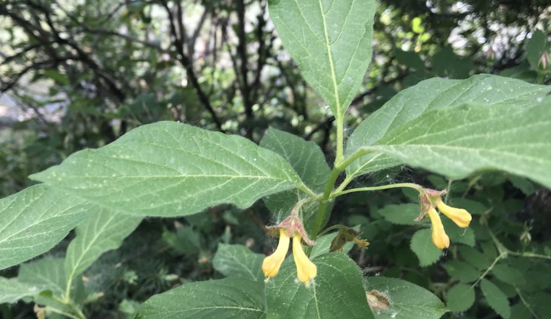 Yellow tubular flower Colorado's Wildflowers
