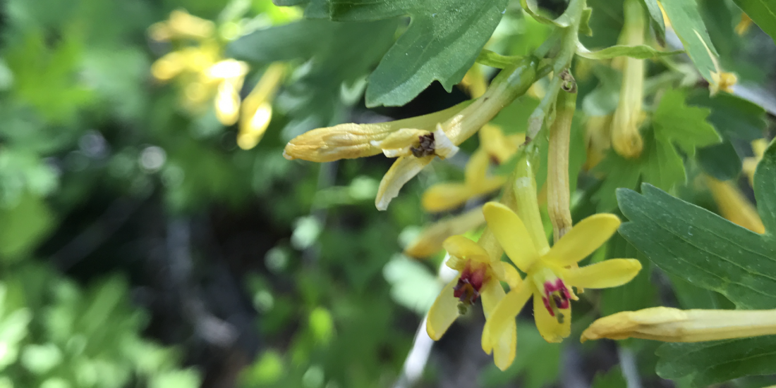 Yellow Tubular Shaped Flower Colorado's Wildflowers