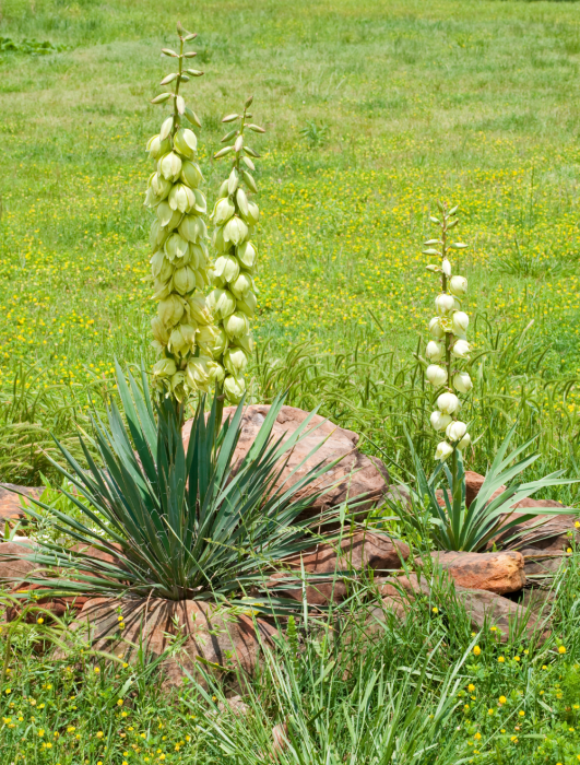 Broadleaf Yucca Yucca Baccata Colorado Wildflower | Free Download Nude ...